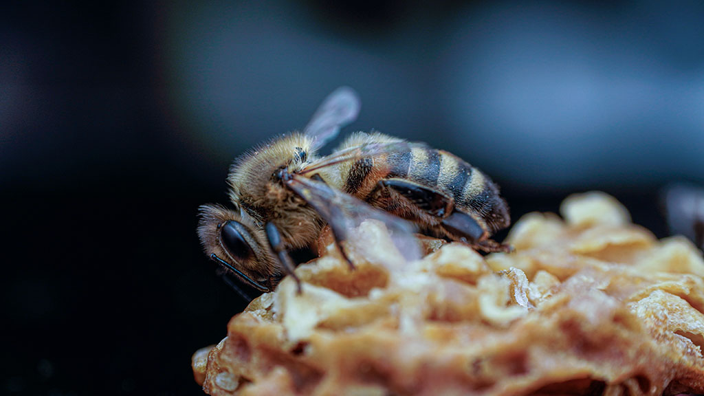 Das Superfood Honig ist mehr als nur ein süßer Genuss